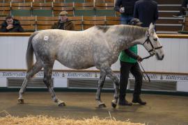 Lot  1917 TDM 10558Tattersalls