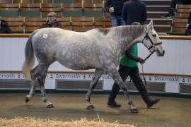 Lot  1917 TDM 10559Tattersalls