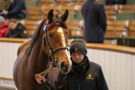 Lot  1918 TDM 10579Tattersalls