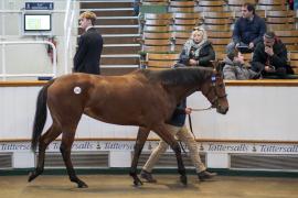 Lot  1918 TDM 10589Tattersalls