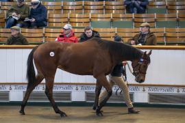 Lot  1918 TDM 10628Tattersalls