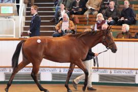 Lot  191 T B1 0056 Tattersalls