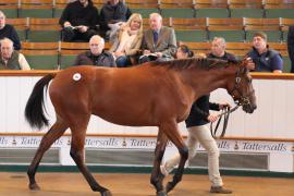 Lot  191 T B1 0064 Tattersalls