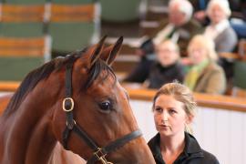 Lot  191 T B1 0081 Tattersalls