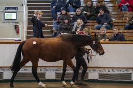 Lot  1928 TDM 10672Tattersalls