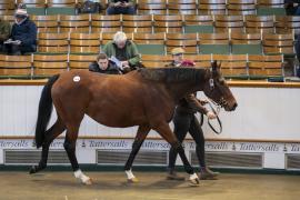 Lot  1928 TDM 10686Tattersalls