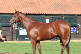 Lot  193 T B10316 Tattersalls