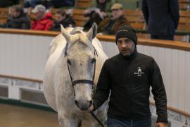 Lot  1940 TDM 10785Tattersalls