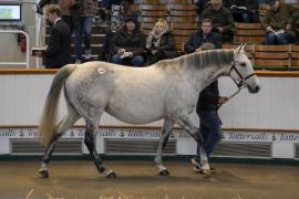 Lot  1940 TDM 10794Tattersalls