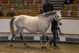 Lot  1940 TDM 10811Tattersalls