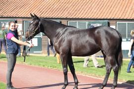 Lot  194 T B10795 Tattersalls