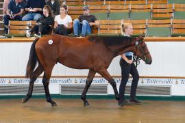 Lot  194 TSS1765Tattersalls