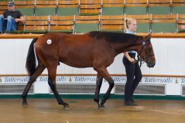 Lot  194 TSS1771Tattersalls