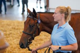 Lot  194 TSS1815Tattersalls