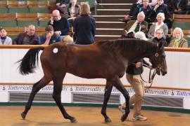 Lot  195 T B1 0238 Tattersalls