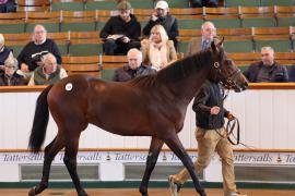 Lot  195 T B1 0261 Tattersalls