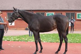 Lot  195 T B K1 0363 Tattersalls