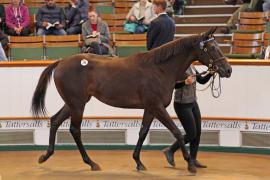 Lot  195 T B K1 0616 Tattersalls