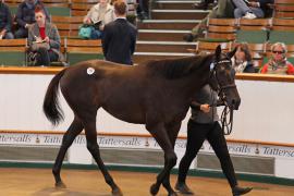 Lot  195 T B K1 0655 Tattersalls