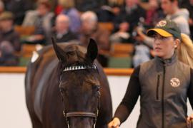 Lot  195 T B K1 0682 Tattersalls