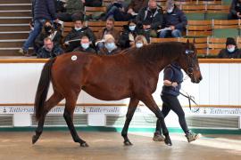 Lot  1960 TDM9043Tattersalls