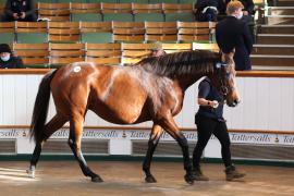 Lot  1960 TDM9052Tattersalls