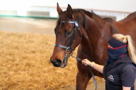 Lot  1960 TDM9061Tattersalls