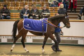 Lot  1966 TDM 10904Tattersalls