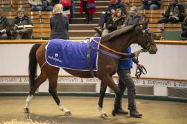 Lot  1966 TDM 10911Tattersalls