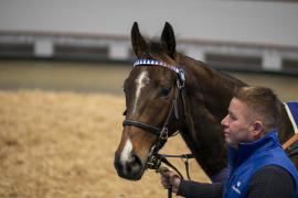 Lot  1966 TDM 10923Tattersalls