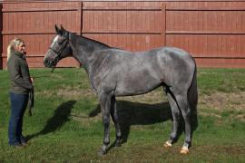 Lot  196 T B10091 Tattersalls