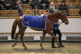 Lot  1970 TDM 10985Tattersalls