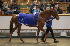 Lot  1970 TDM 11038Tattersalls