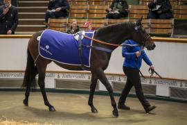 Lot  1971 TDM 11172Tattersalls