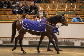 Lot  1975 TDM 11342Tattersalls