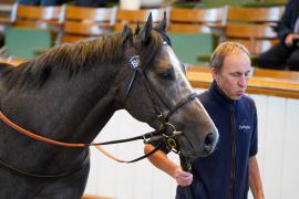 Lot  198 SHIT1708Tattersalls