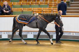 Lot  198 SHIT1723Tattersalls