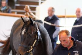 Lot  198 T B1 0287 Tattersalls