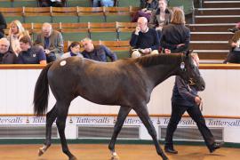 Lot  198 T B1 0298 Tattersalls