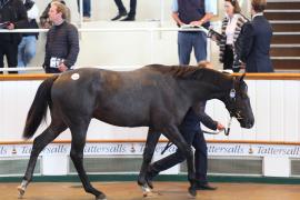 Lot  198 T B1 0311 Tattersalls