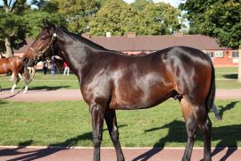 Lot  199 T B12360 Tattersalls