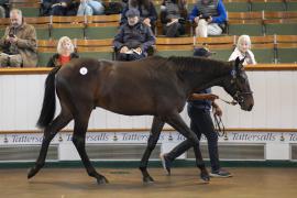 Lot  1 TBK1 0025Tattersalls