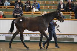 Lot  1 TBK1 0051Tattersalls