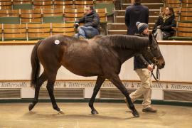 Lot  2002 TDM 11487Tattersalls