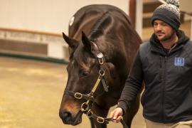 Lot  2002 TDM 11491Tattersalls