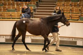 Lot  2002 TDM 11528Tattersalls