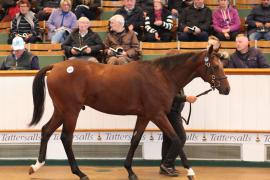 Lot  200 T B K1 0874 Tattersalls