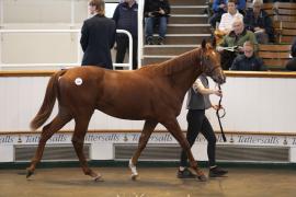 Lot  201 TBK1 5015Tattersalls