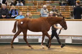 Lot  201 TBK1 5034Tattersalls