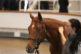 Lot  201 TBK1 5076Tattersalls